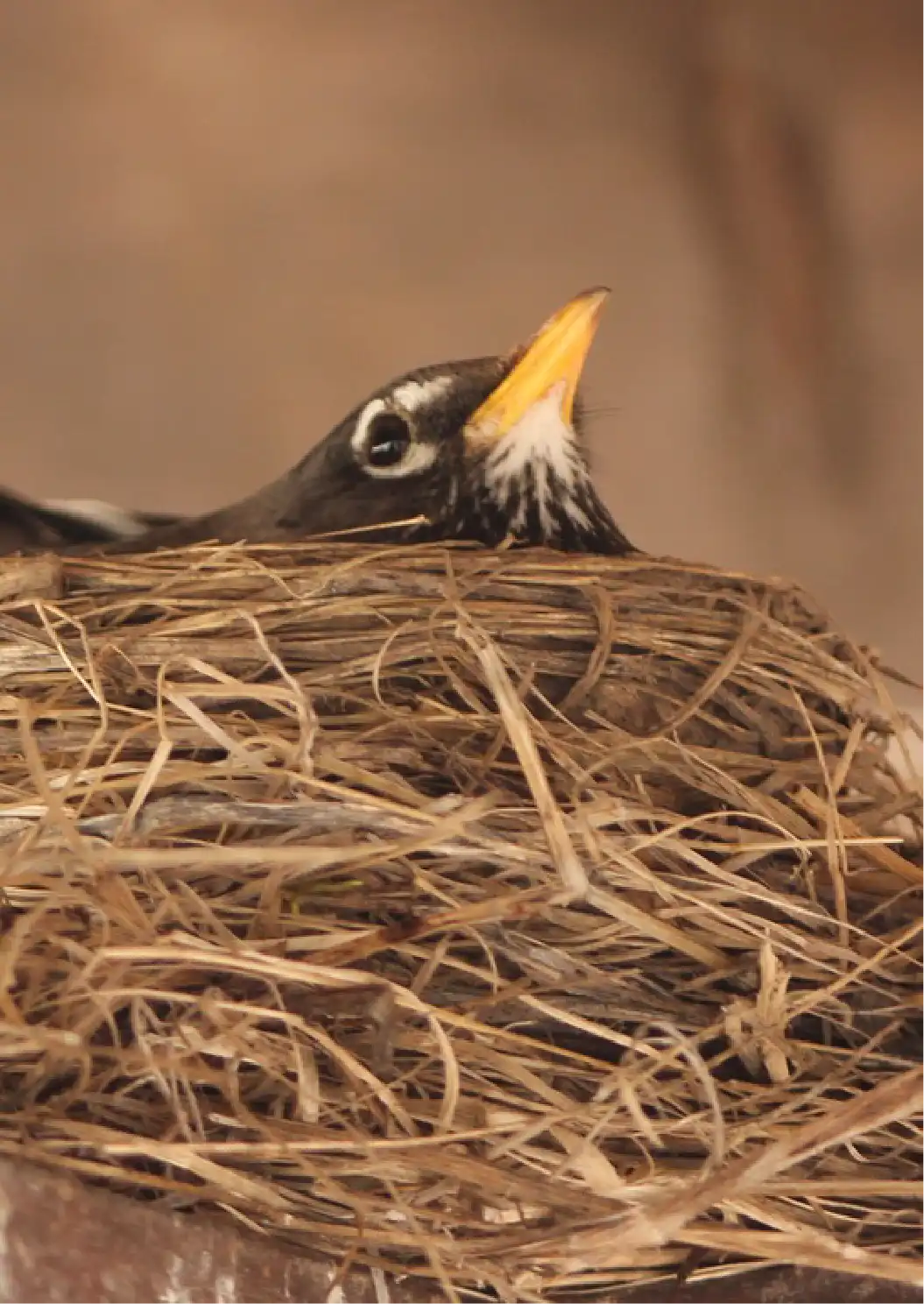 Bird nest - Detail Oriented